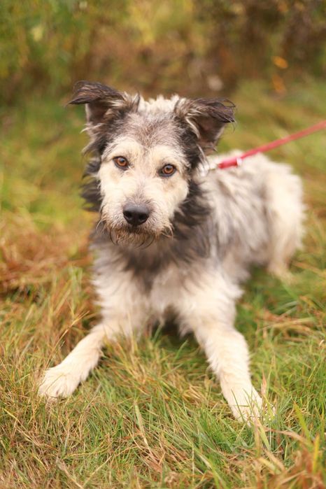 Wesoły i towarzyski pies szuka nowego domku