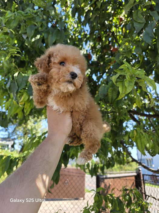 Bichpoo f1b suczka  maltipoo friespoo pudel toy Pięknej urody