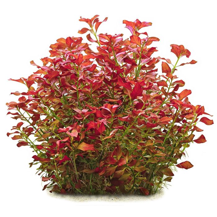 Ludwigia repens red