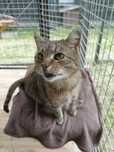 Kot do adopcji. Sid. Oddam kota.