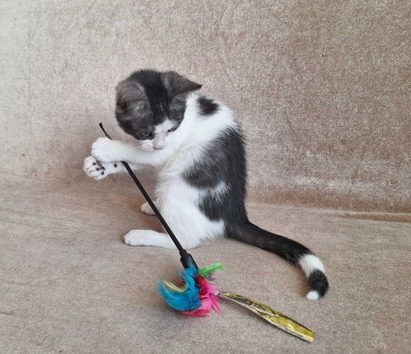 maly kociak do oddania