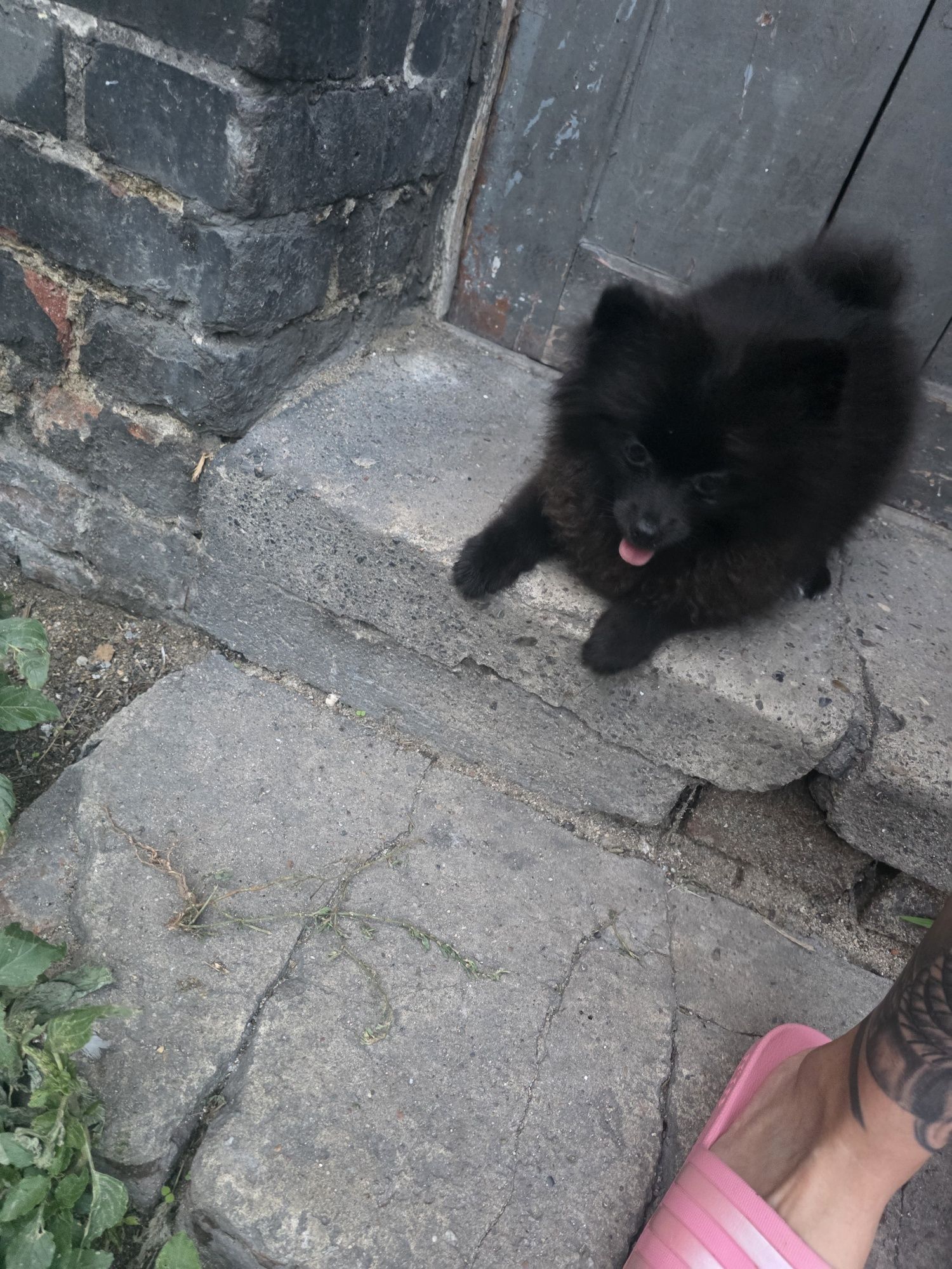 Szpic miniaturka Pomeranian sunia maks 2kg