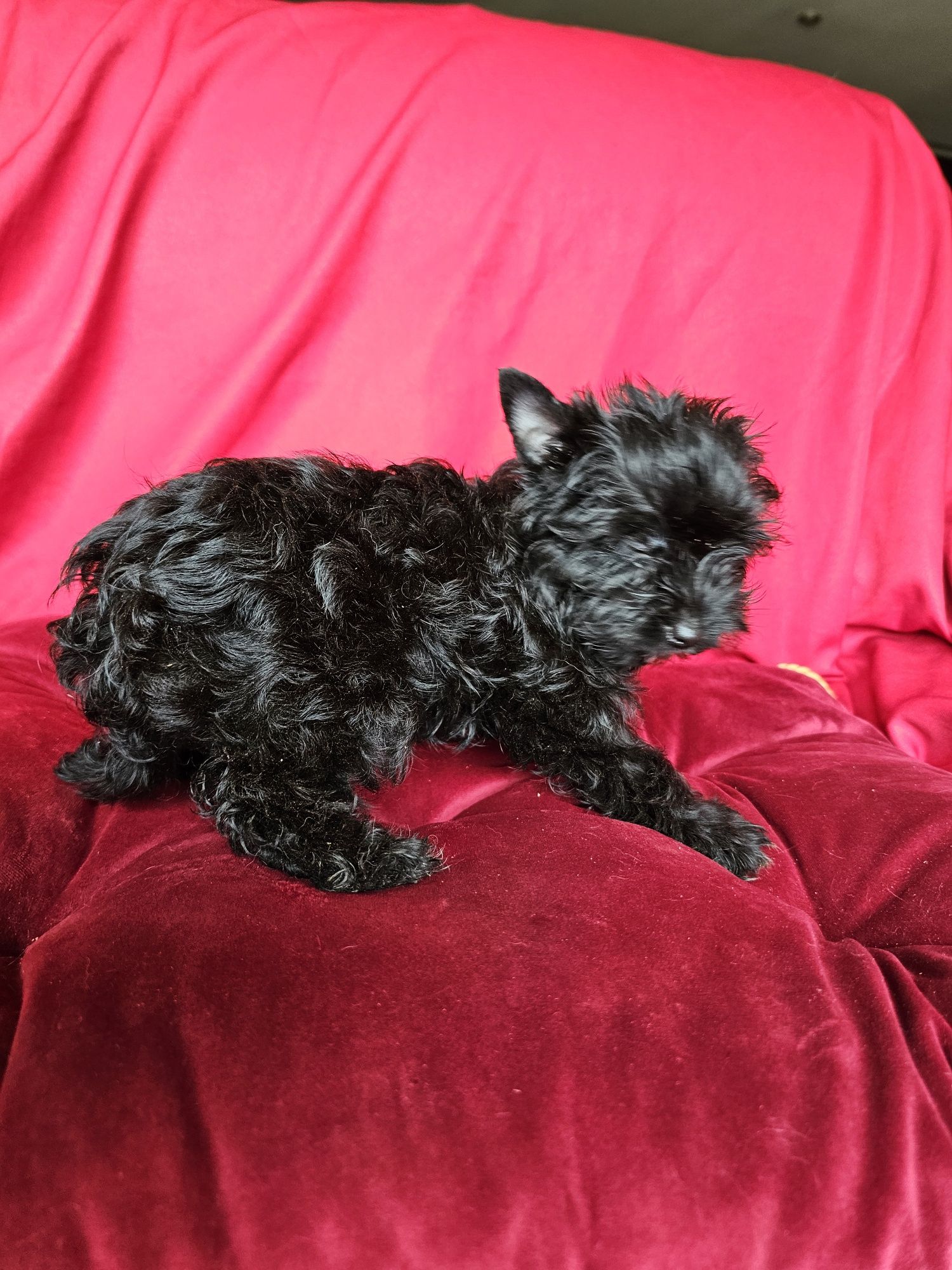 York terrier black suczka