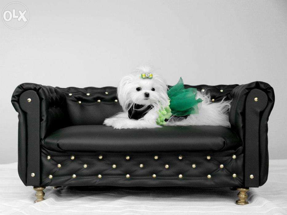 Sofa Chesterfield dla pupila.