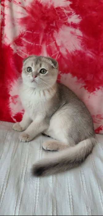 Очень хороший шотландский котик