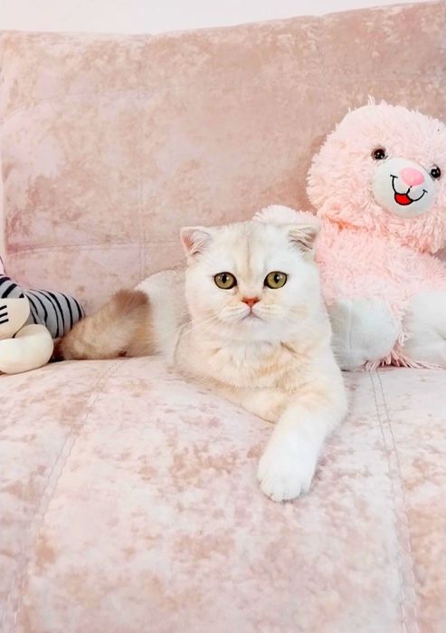 Шикарна шотландочка дівчинка шиншилка