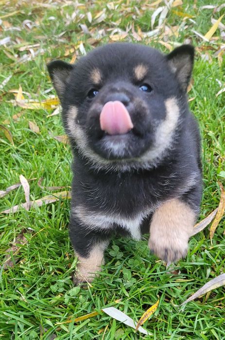 Shiba inu z metryka Fci