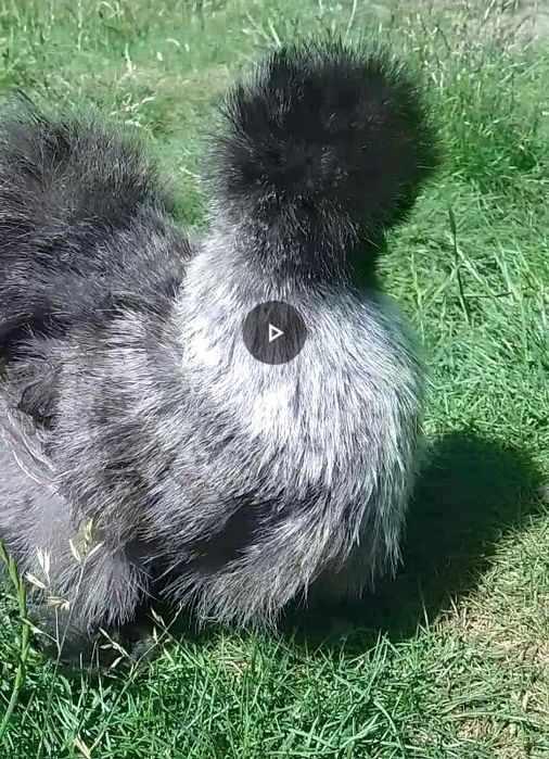 Silki silka czubatka lokowana trójbarwna Brahma kochin sułtan chabo