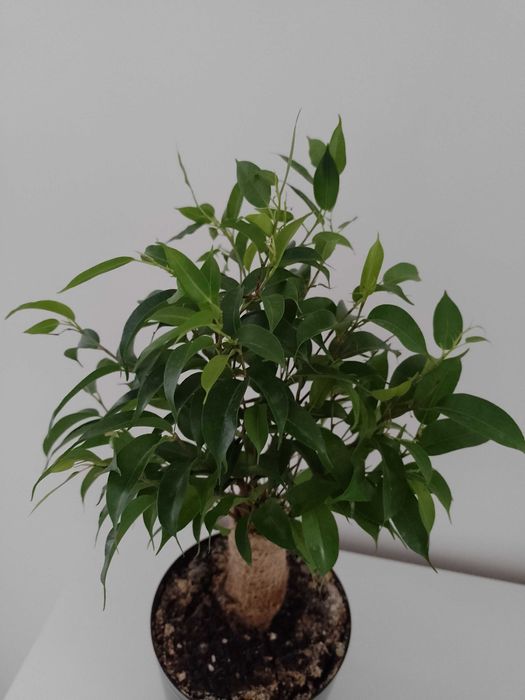 Fikus benjamina drzewko