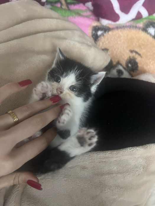 Кошеня  шотландске  безкоштовно
