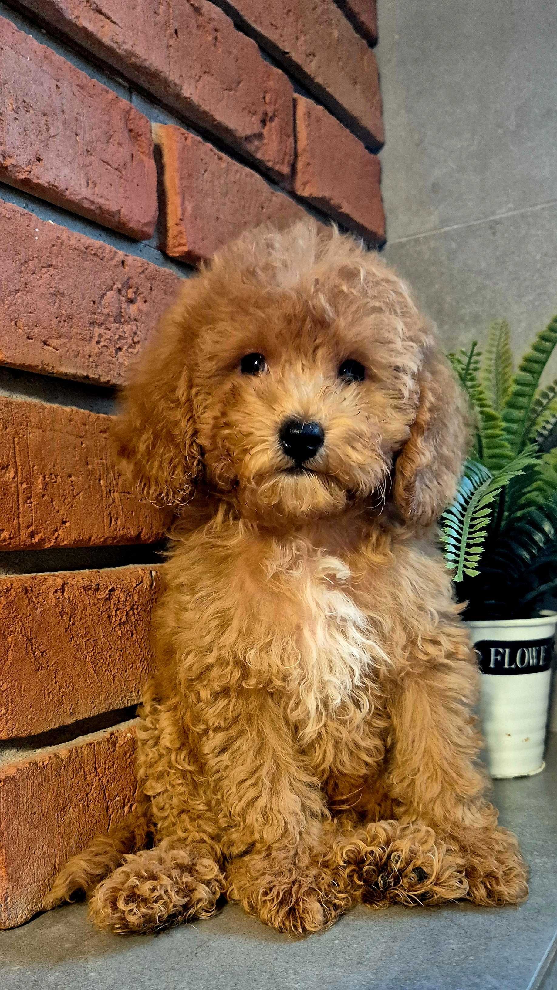 Cockapoo f1b miziasty Chlopczyk do odbioru