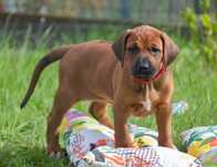 Rhodesian Ridgeback, szczenię, suczka, ZKwP/FCI