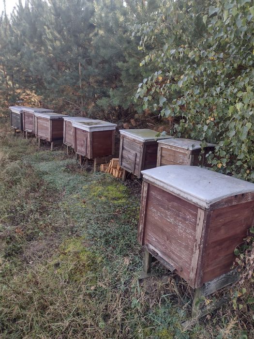 Sprzedam ule z pszczołami