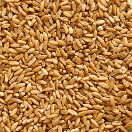 Skup zbóż paszowych - kukurydza mokra
