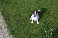Jack Russell Terrier - Fryga