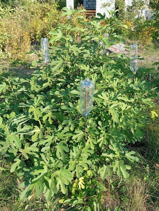 Інжир адаптований до нашого краю. Ззав'язю. Врожай пробували. Смачний.