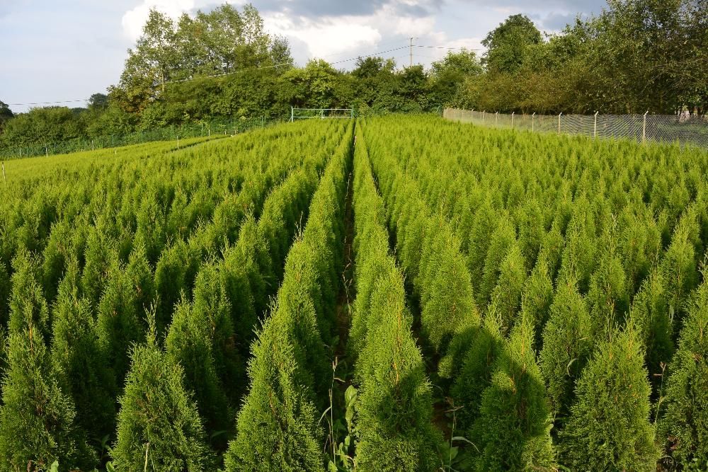 tuja szmaragd thuja 120 - 140 cm smaragd Kraków Producent