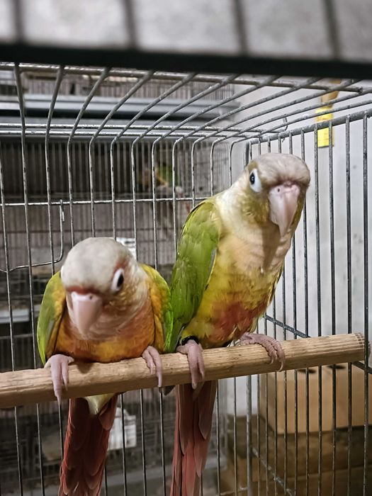 Casal pyrruras pyneeaples 2025