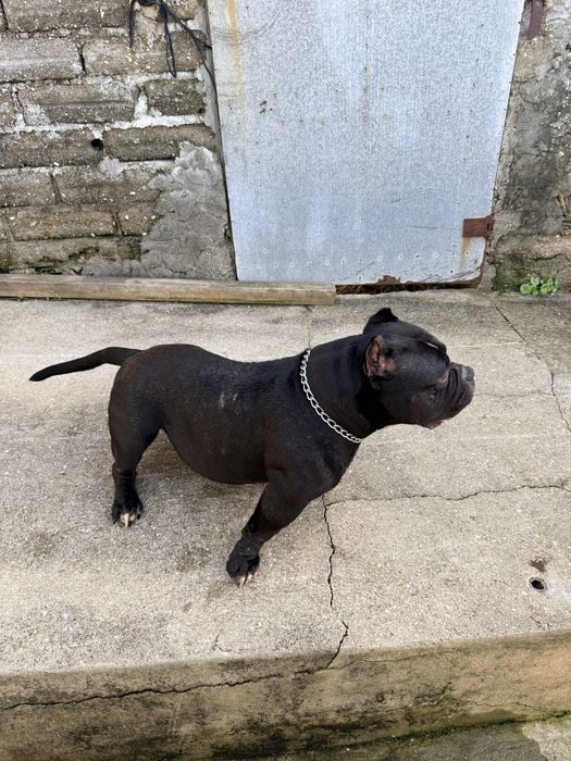 American Bully Top Qualidade