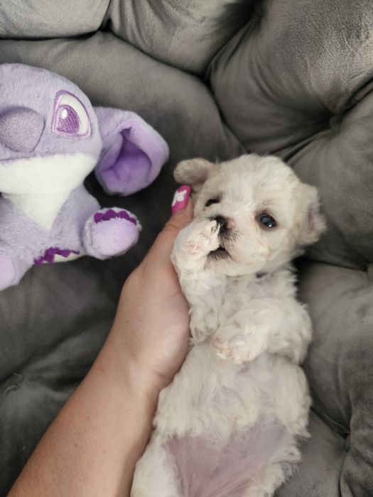 Bichon frise Cotton Monkey FCI ZkwP sunia