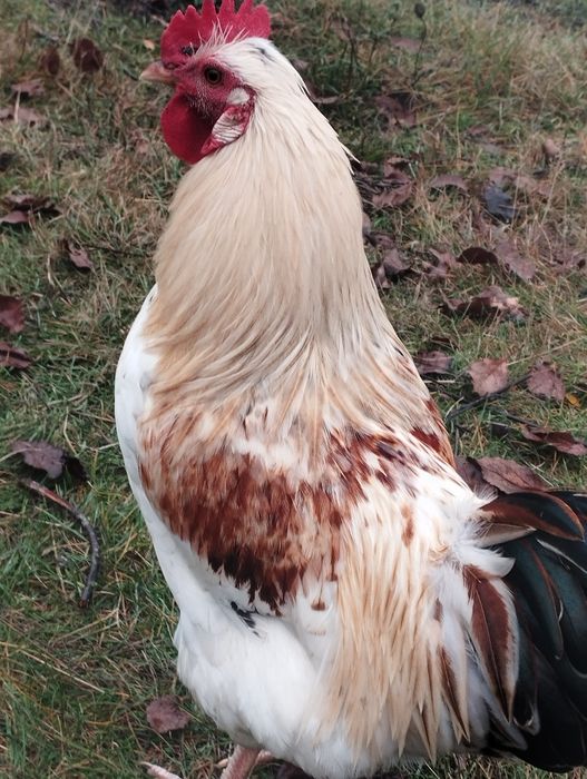 Питухи,Амераукана,и битнамцы.