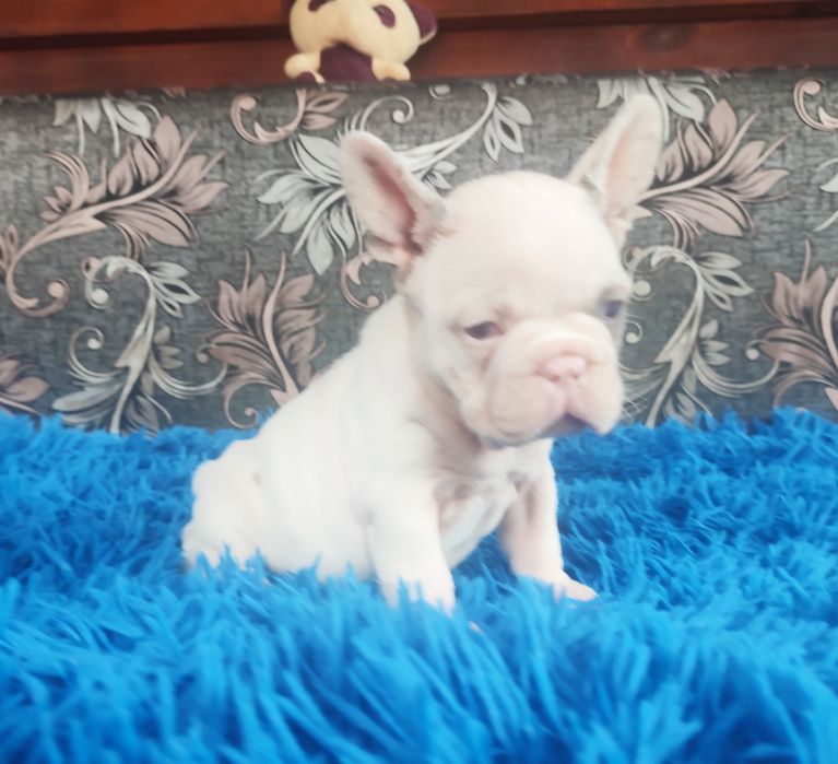 Шикарные девочки франузский бульдог