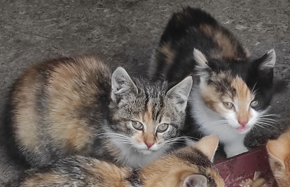 Oddam kotki w dobre ręce