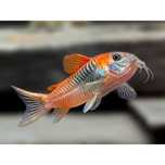 Mega promocja Corydoras Kirys kirysek orange Wenezuela venezuela  sumi