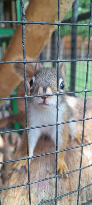 Wiewiórki hudsony .