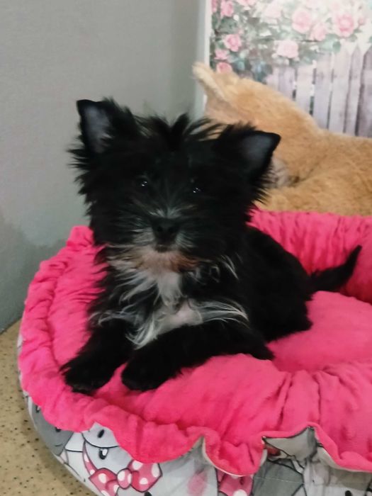 Yorkshire terrier chłopczyk Hugo