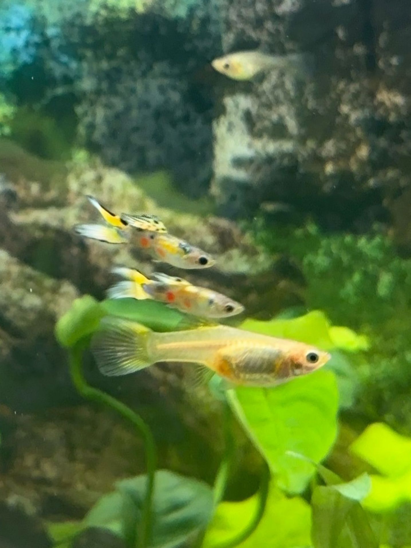 Gupiki Silver Lira
