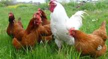 Яйцо на инкубацию самой продуктивной несушки ломан Браун Венгрия