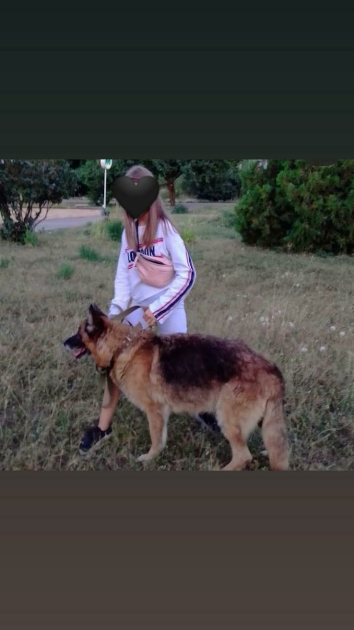 Помогите найти собаку