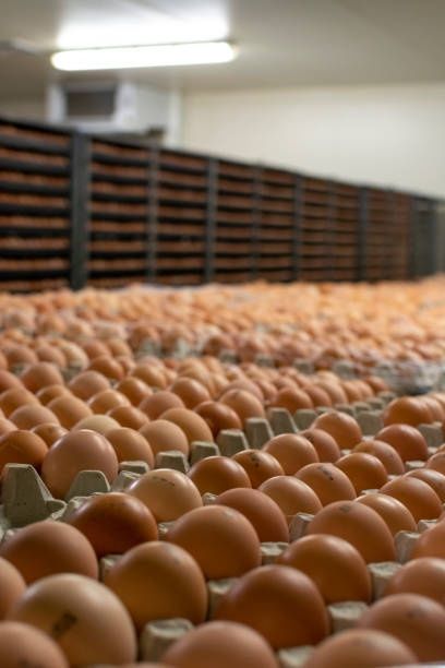 Інкубаційне яйце бройлерів росс 708 кобб500