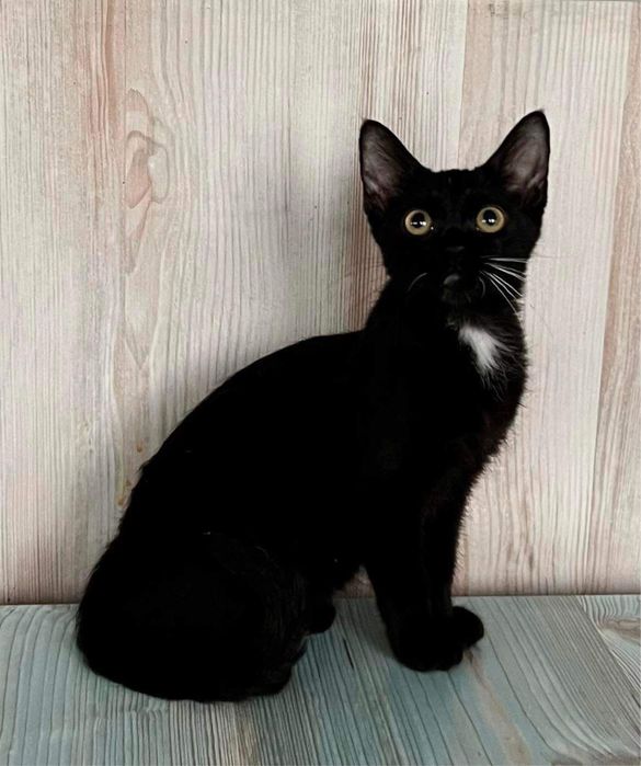 З розплідника майже безкоштовно