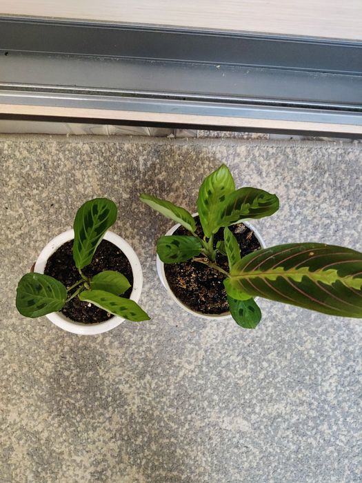 Маранта комнатные цветы