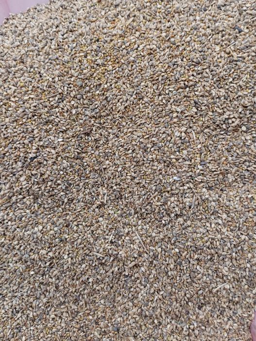 Ekologiczny nostrzyk żółty dwuletni certyfikat eko