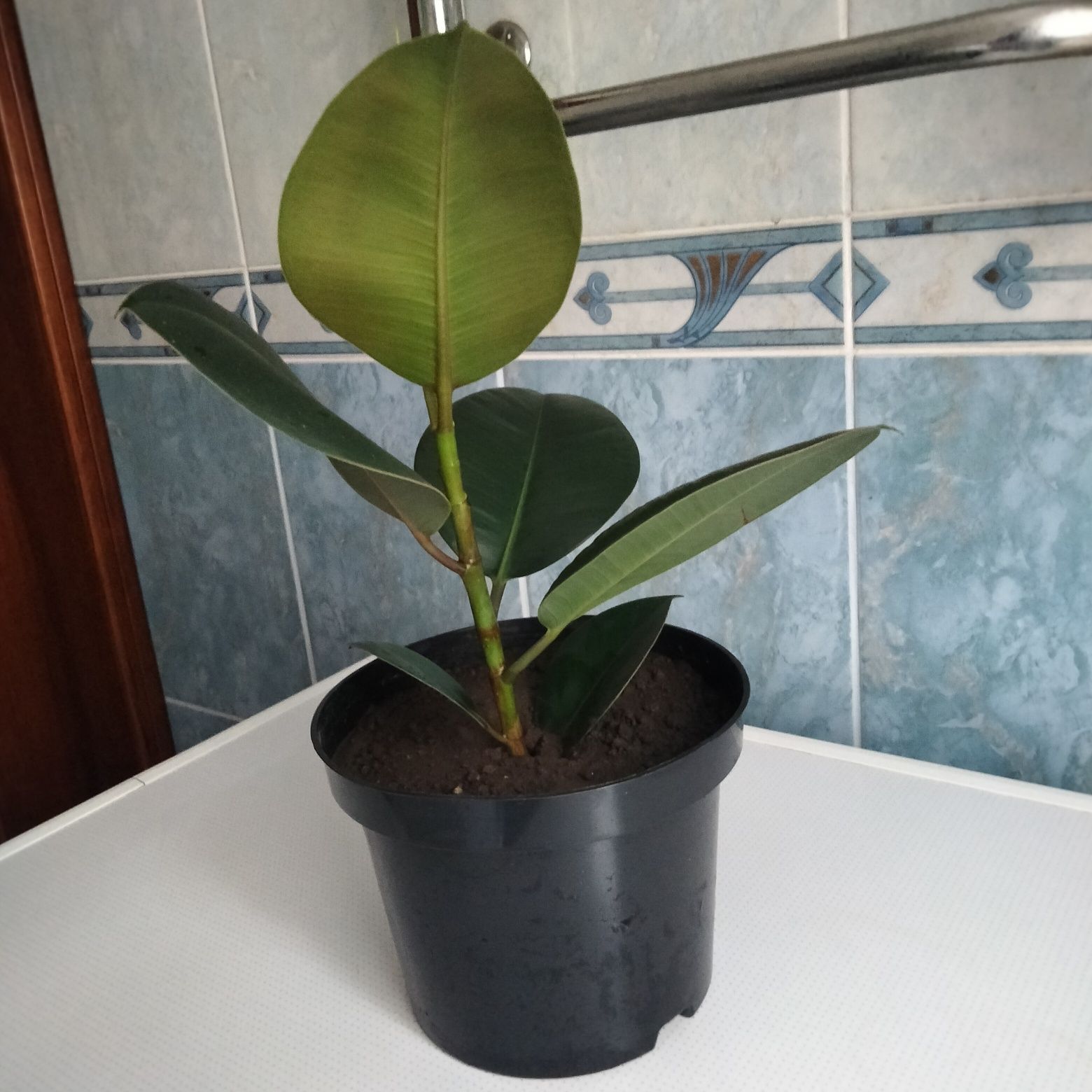 Продам фікус з великим листям