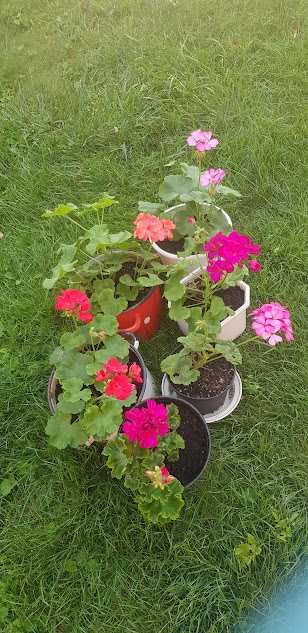 Пеларгонії  (калачик)