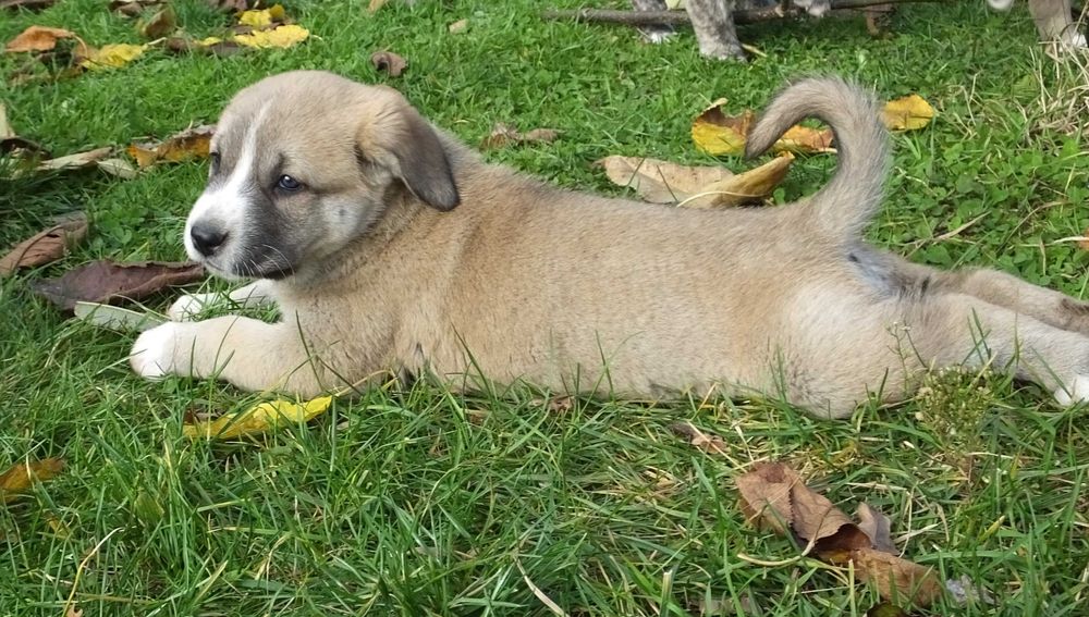 Owczarek Środkowoazjatycki suczka