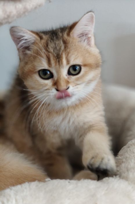 Kotka brytyjska złota z czarnym