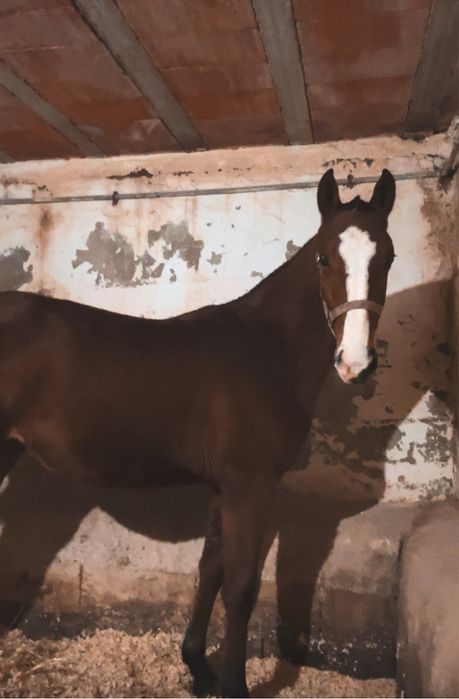 Poldra Cruzada (Letra U)