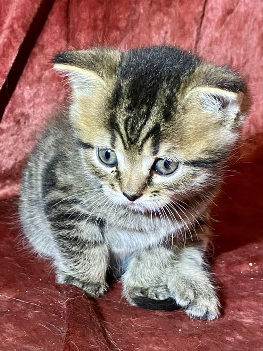Британський котик