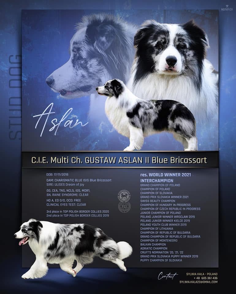 Border Collie FCI ZKWP