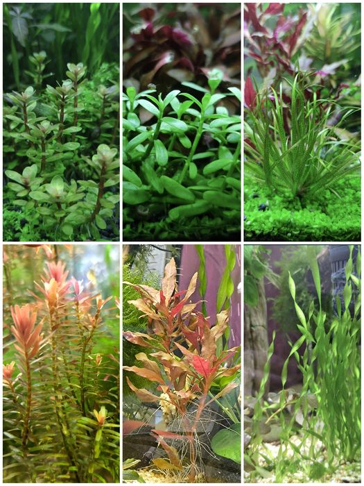 Анубиас Нана. Растения для аквариума