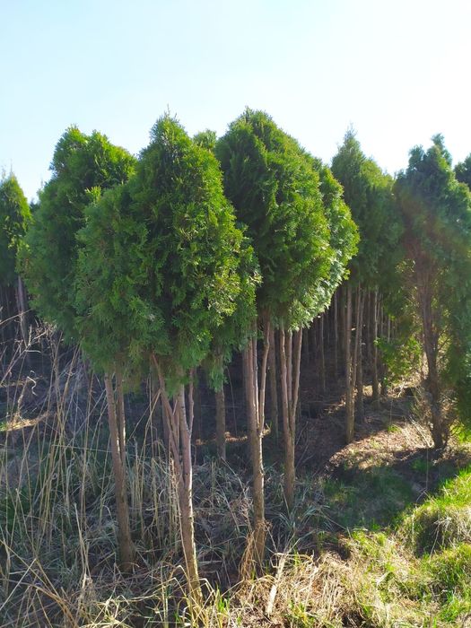 Tuja thuja szmaragd zachodnia Thuja occidentalis do 2.5m