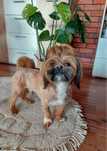 Reproduktor shih tzu czekoladowy