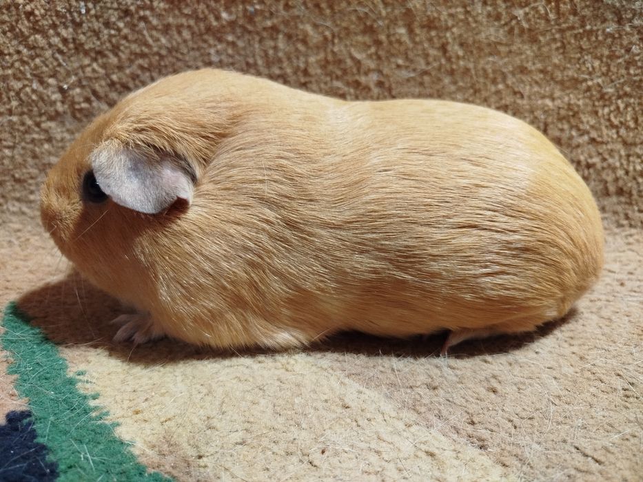 Морская свинка. Селф. Девочки.