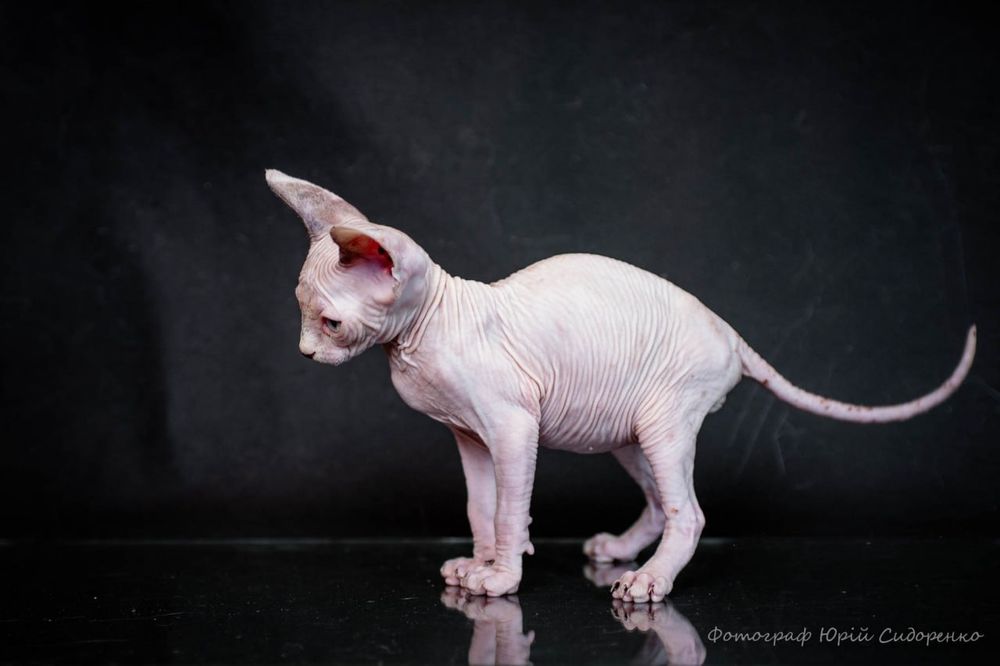 Эльф, сфинкс, канадский сфинкс, премиум бебифейс