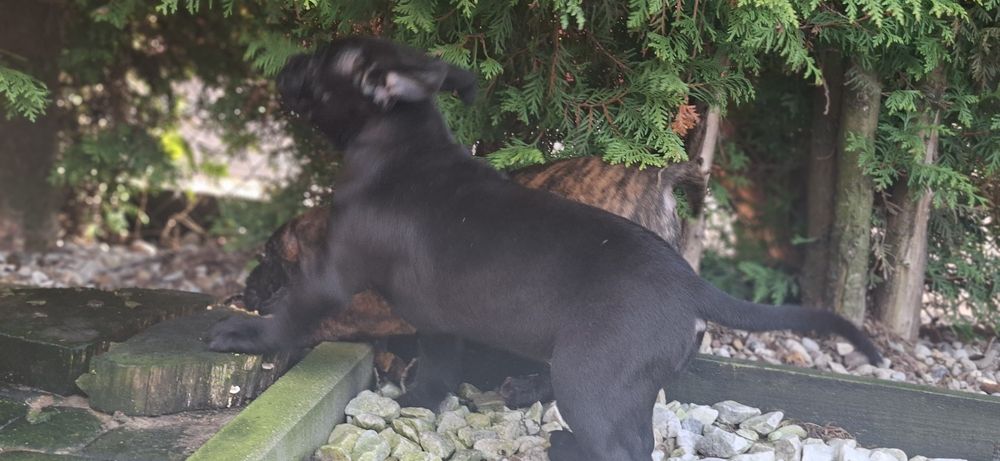 Piesek amstaff z dokumentami